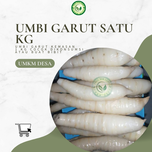 

Murah!!! Umbi Garut Satu Kilo Asli Lokal