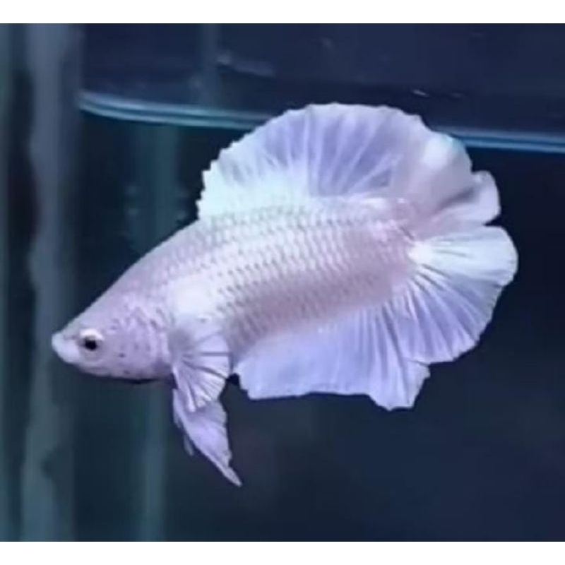 ikan cupang plakat pkdt real wait platinum siap breading