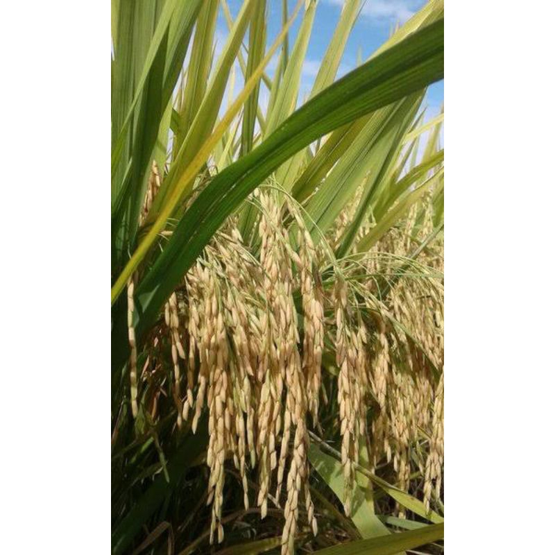 1KG BENIH BIBIT PADI MR 219 SIAP TANAM TAHAN BULAI SUPER UNGGUL LEBAT TAHAN AMBRUK PANEN CEPAT