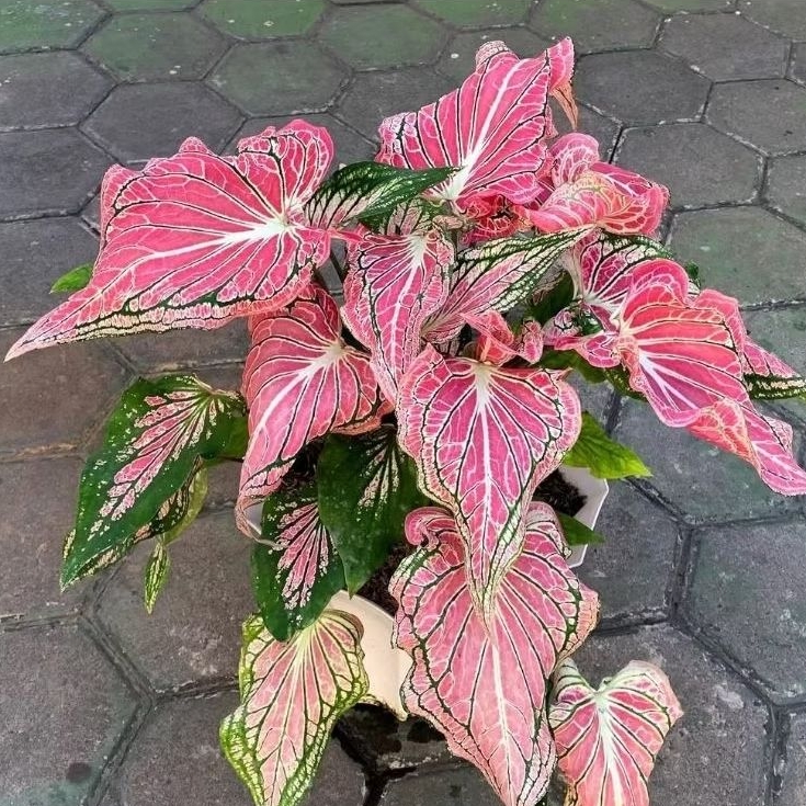 keladi wayang pink || tanaman hias keladi wayang pink