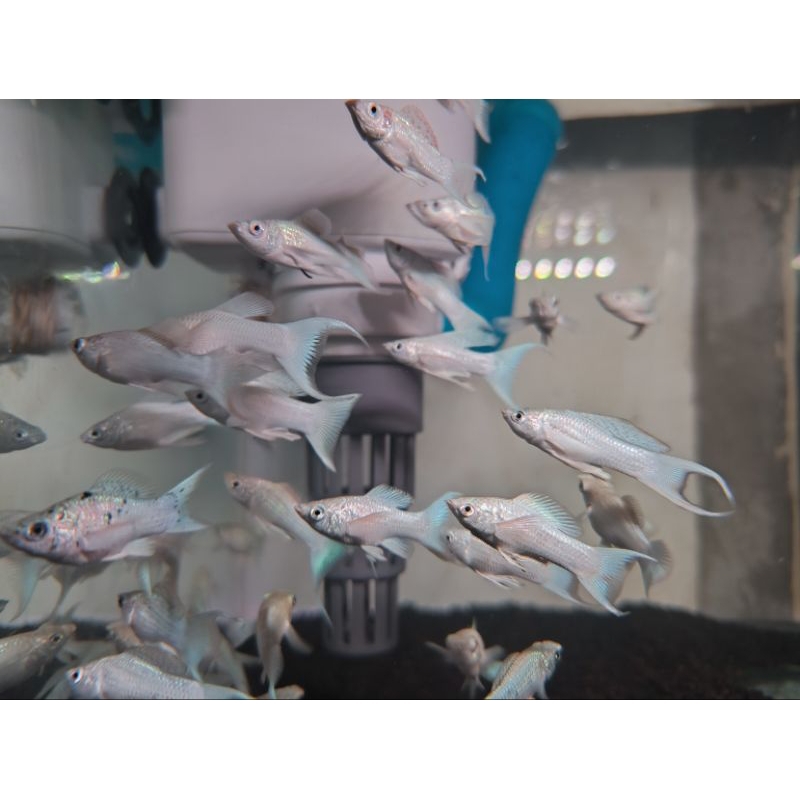 ikan hias molly cawang platinum white balon