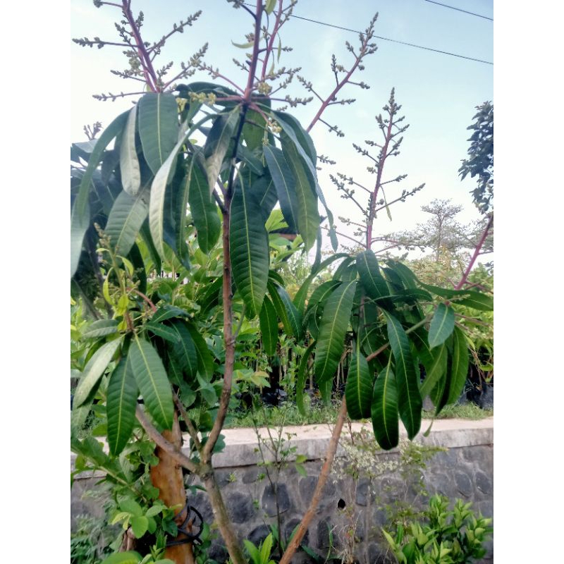 RAGIL - BIBIT MANGGA KONDISI BEKAS BERBUNGA (PACKING KAYU) BERGARANSI