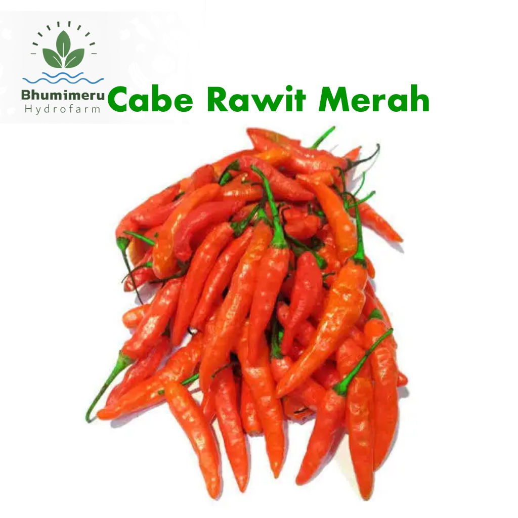 

Cabe Rawit Merah Pilihan premium 1 kg