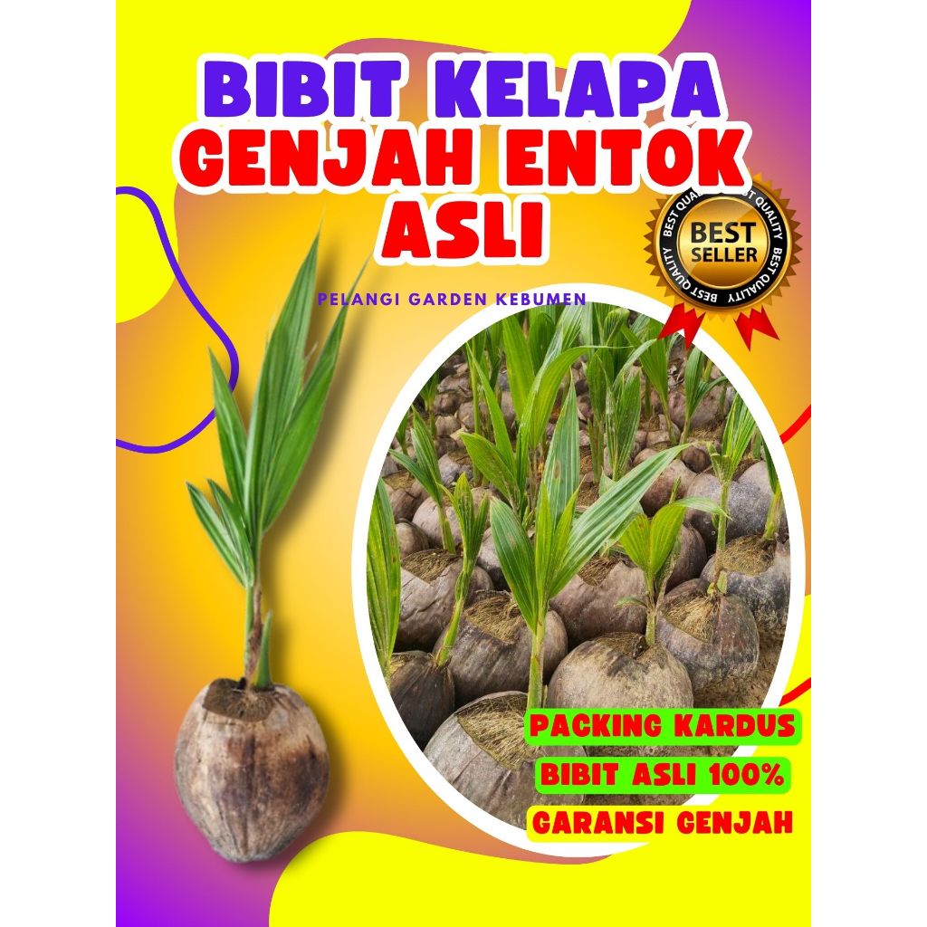 TERBAIK.. Pokok Buah Kelapa Tua Bulat, Pokok Buah Kelapa Tua Utuh, Pokok Buah Kelapa Tua Kupas