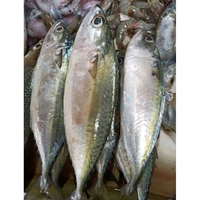 

ikan kembung frozen 1kg
