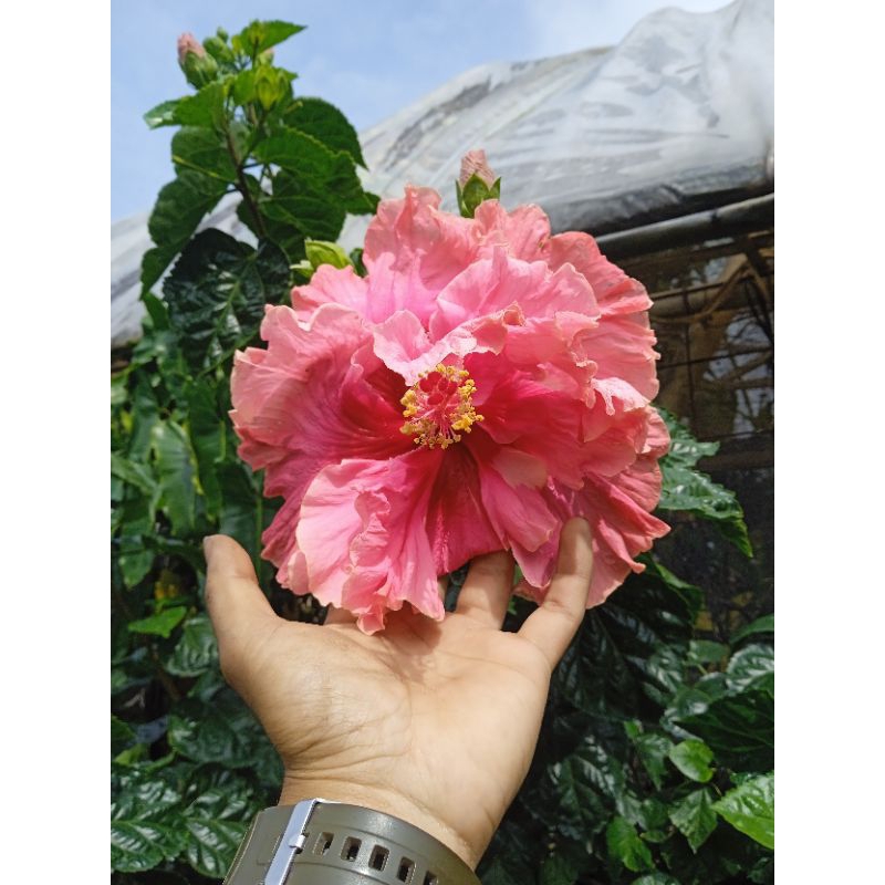 bunga sepatu bangkok pink tumpuk jumbo tanaman hias Hibiscus