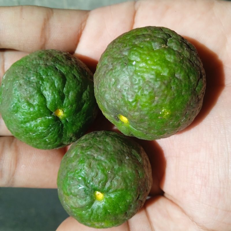 

BISA COD KHUSUS INSTANT & SAMEDAY jeruk limau jeruk sambel segar bisa 1/4kg 1/2kg 1kg