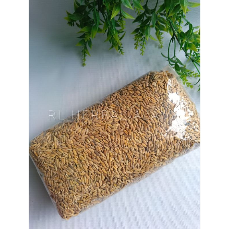 

Bibit padi beras merah - 1 kg