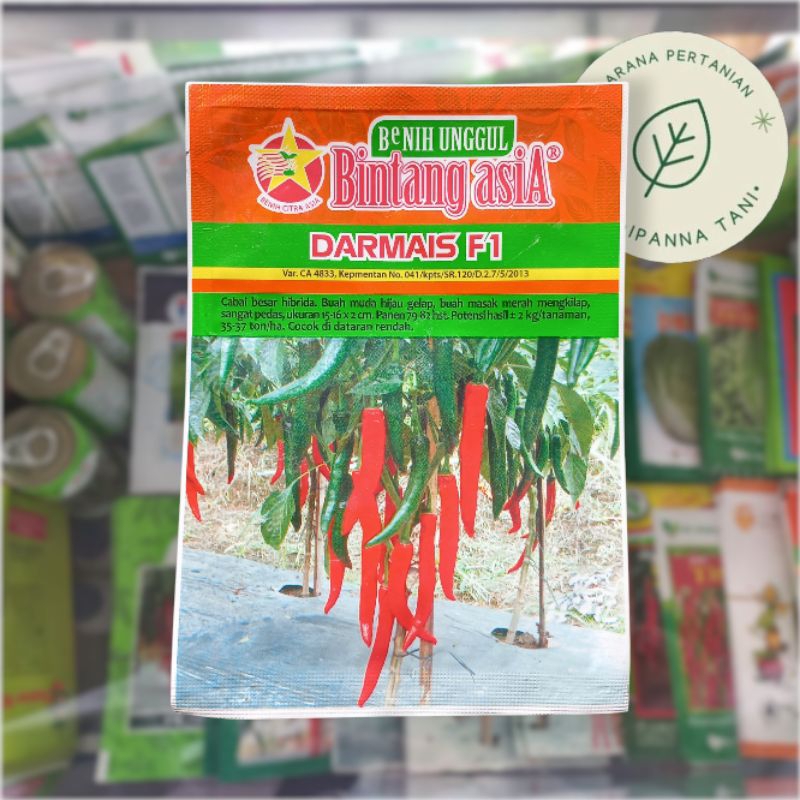 BENIH DARMAIS F1 10GR – BENIH SAYURAN CABAI BESAR HIBRIDA | BIBIT SAYURAN CABE BESAR