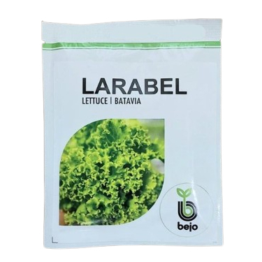 Benih Lettuce Larabel Batavia Bejo Seed Import Benih Selada