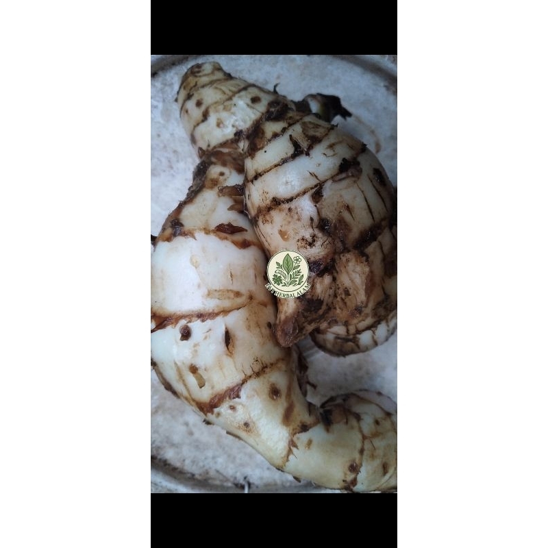 

UBI GANYONG MERAH SEGAR 500GR