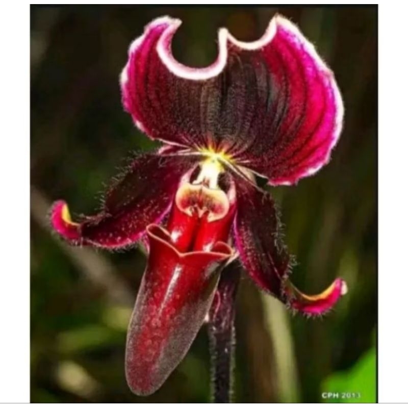 PROMOANGGREK DENDROBIUM CAPUNG JAWA Knop/Spike-SIAP BERBUNGA