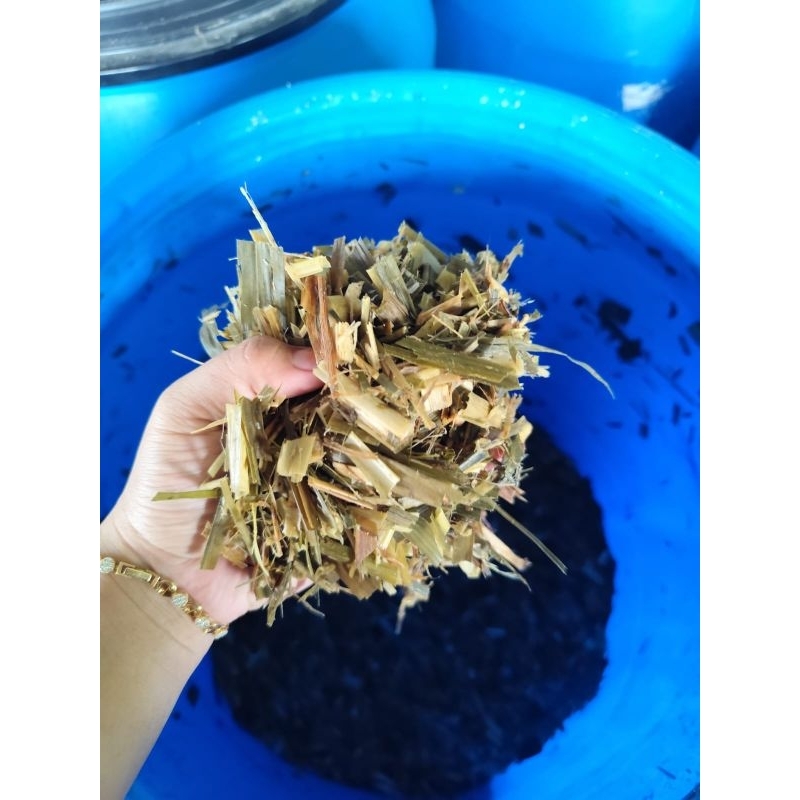 (READY STOCK) SILASE - PAKAN TERNAK KAMBING MAUPUN SAPI CAMPURAN PACHONG + TUMPI JAGUNG PERKILO