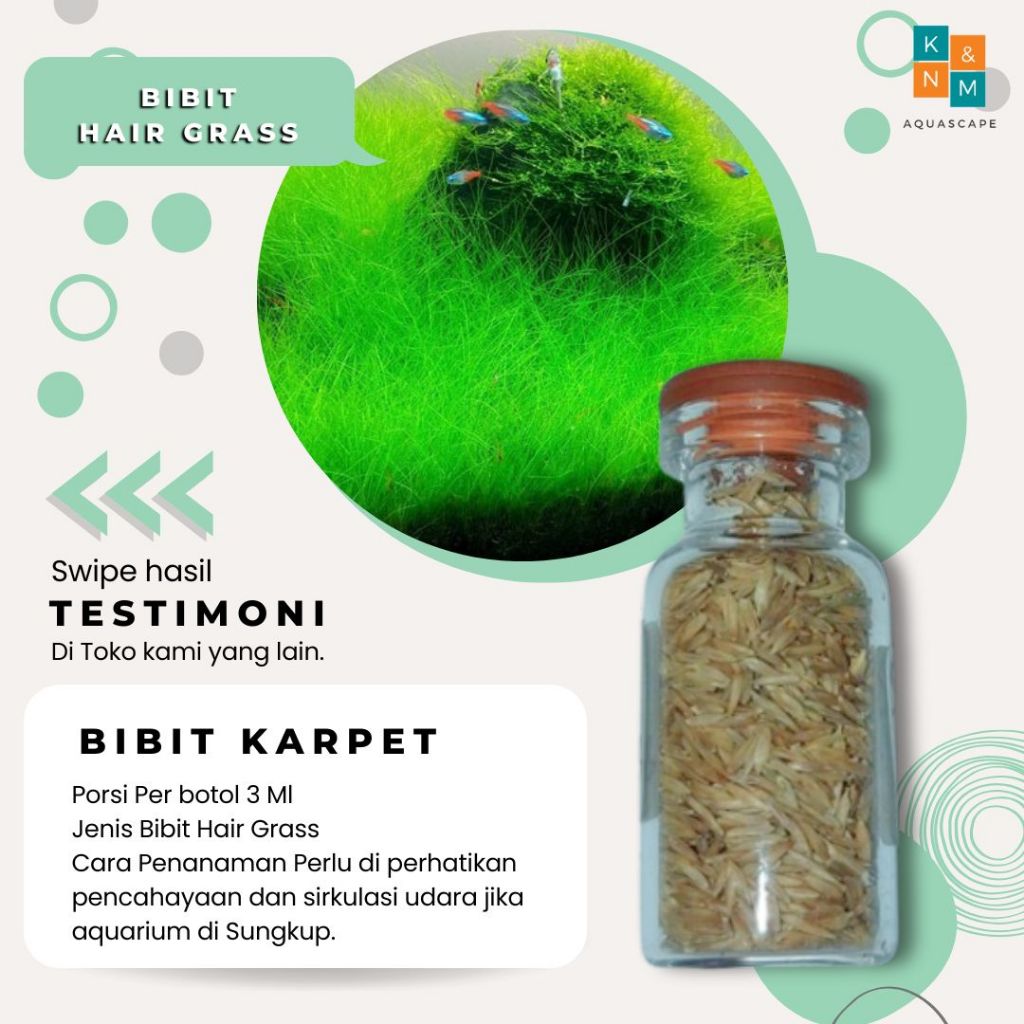 Bibit Benih Tanaman karpet seed Aquascape Aquarium