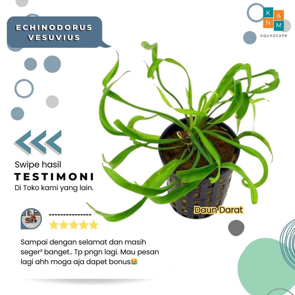 Eci Echinodorus Vesuvius Tanaman Tumbuhan Aquascape Aquarium Akuarium Tanpa Low Co2 Chana Channa Can