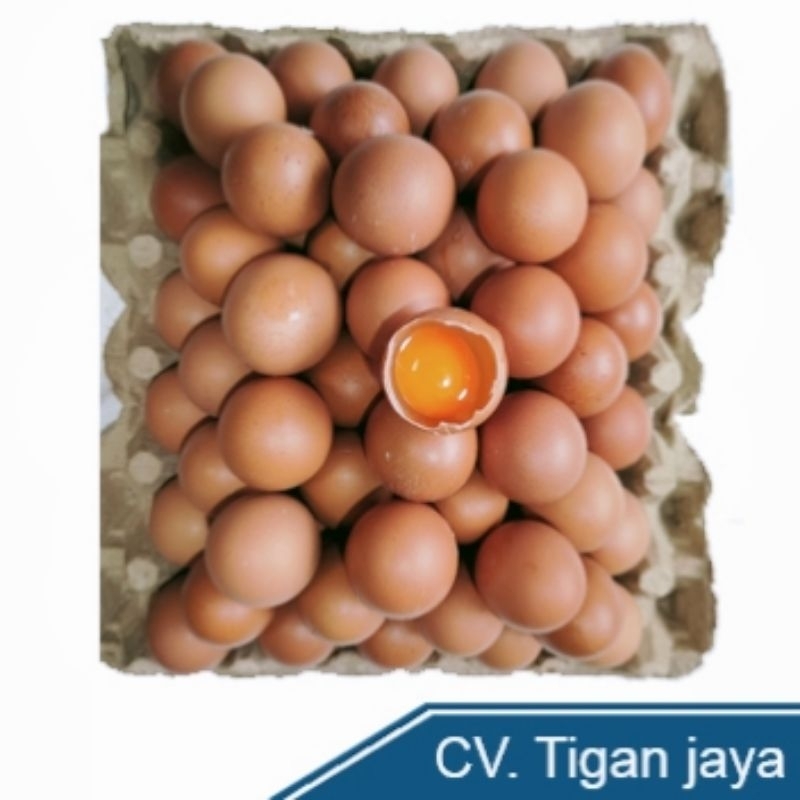 

telur omega|telor omega|omega|telur