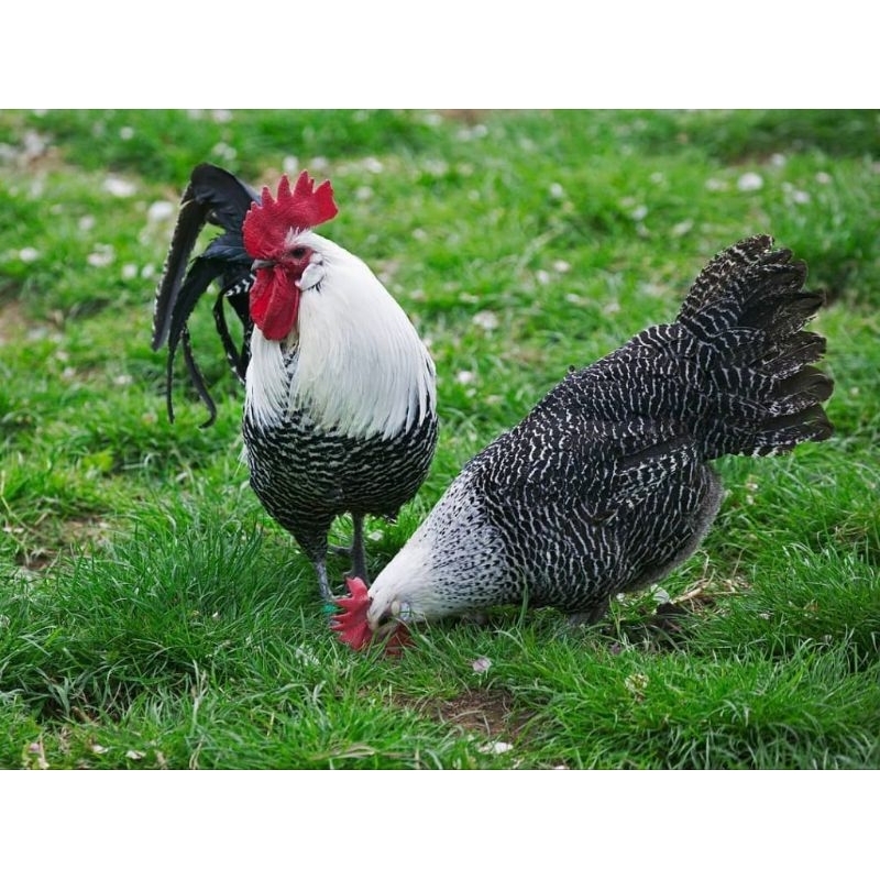 Usia 20 Minggu ayam petelur betina arab