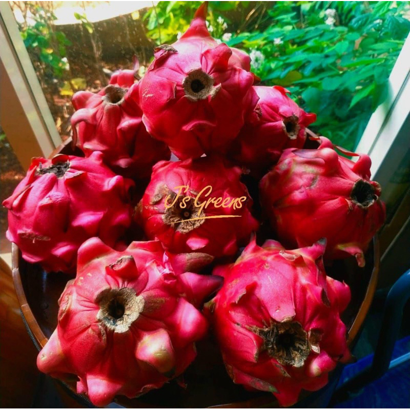 

Buah Naga Merah lokal