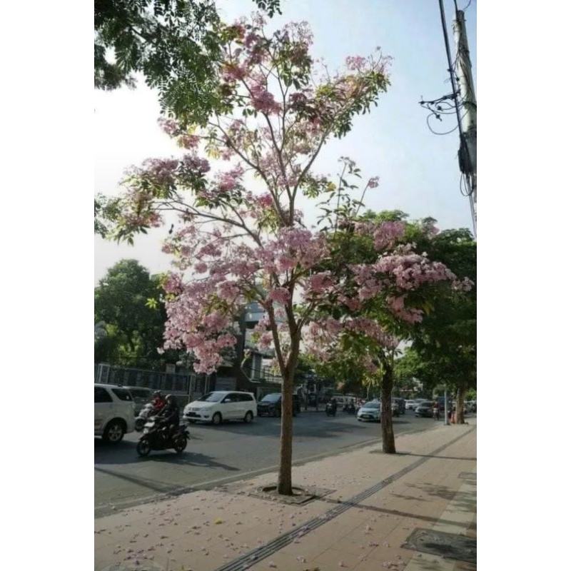 tanaman tabebuya rosea bunga pink
