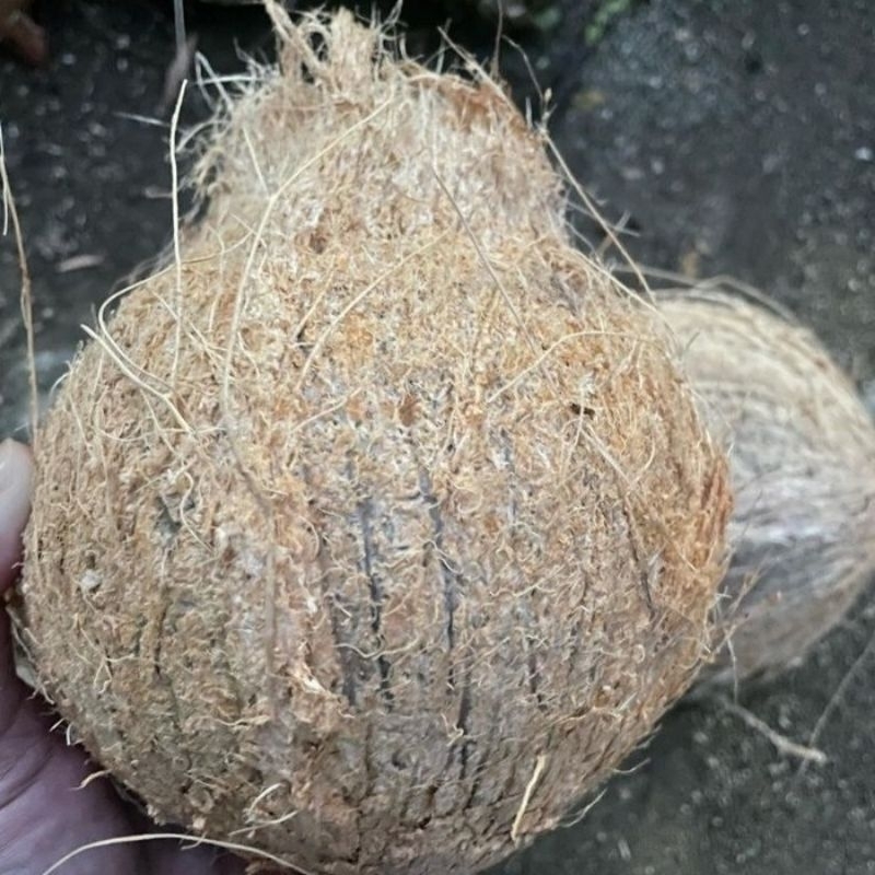 

kelapa tua santan