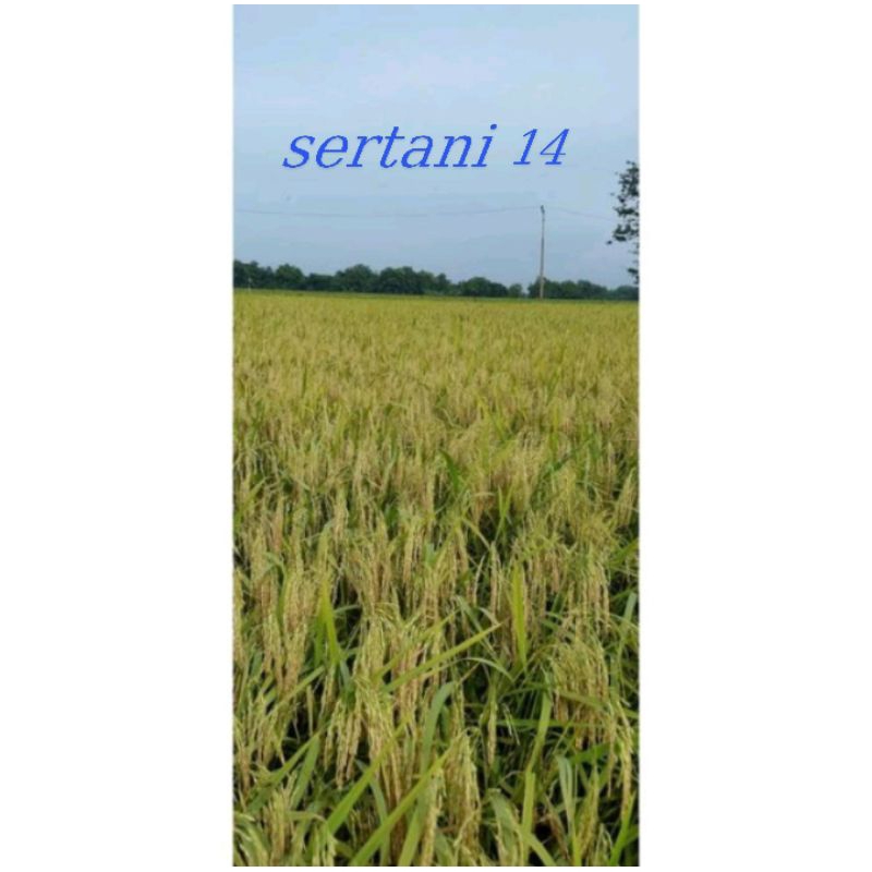 benih padi sertani 14 unggul