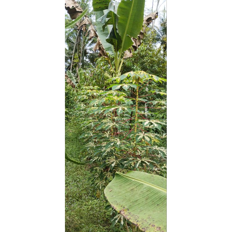 

bibi singkong parigata