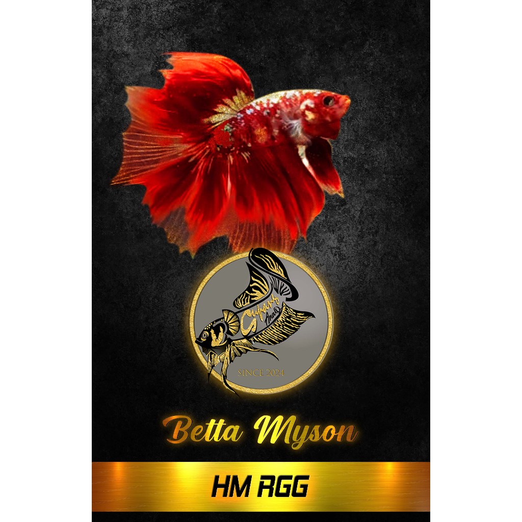 HALFMOON RGG RKC RED KOI GOLD RED KOI COPPER