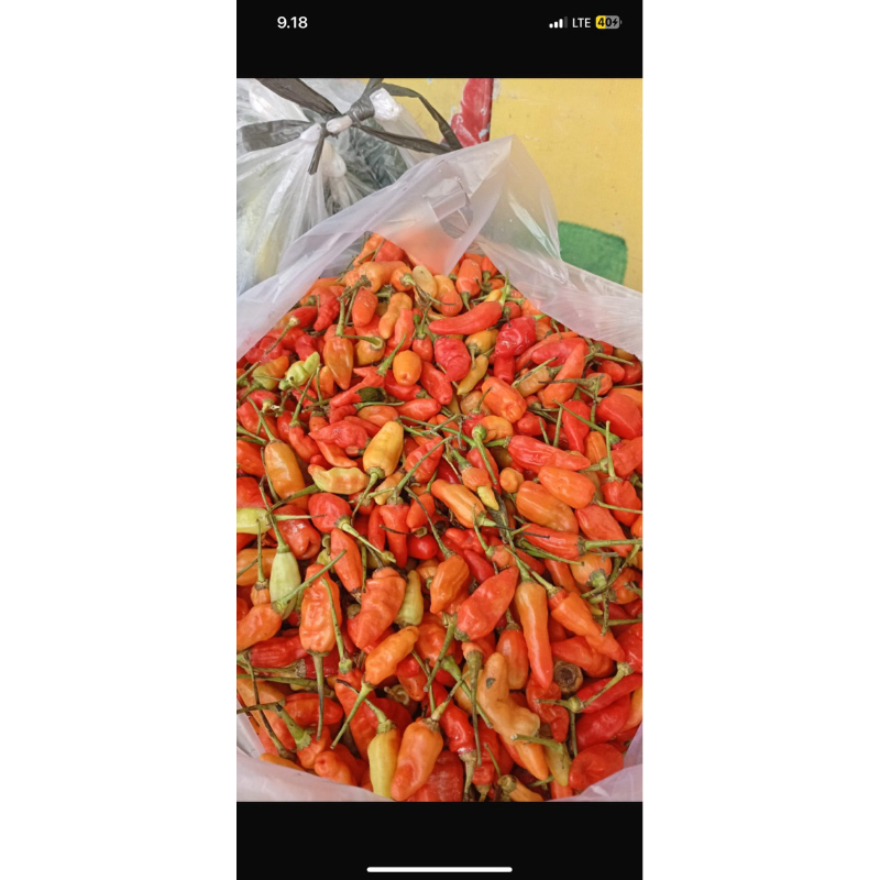 

cabe rawit fresh harga per kg