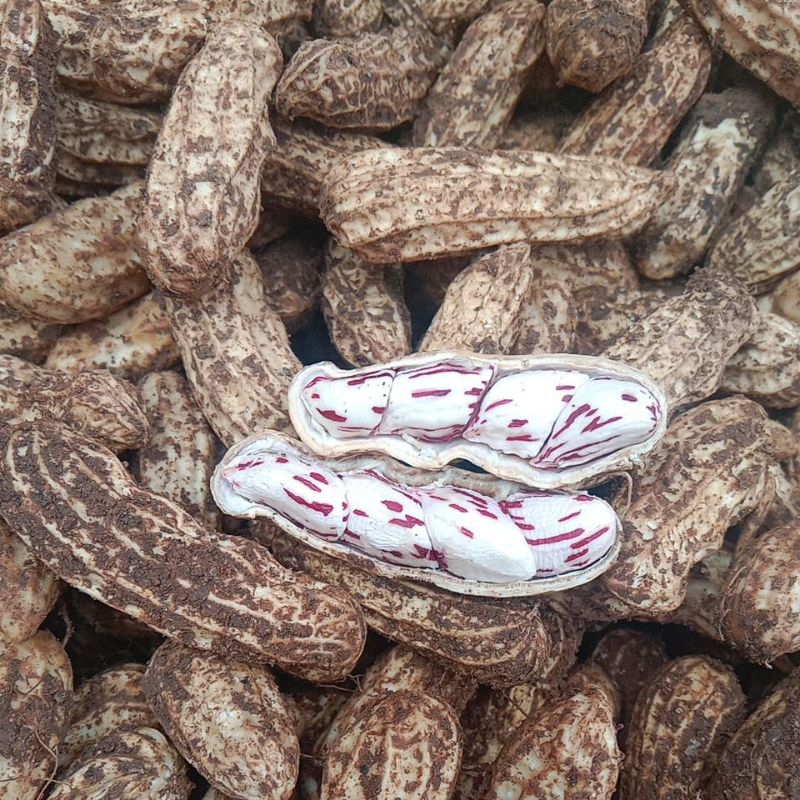 

KACANG TANAH LURIK SUPER/KACANG BATIK MANIS PULEN 1KG/KACANG BATIK SUPER BESAR