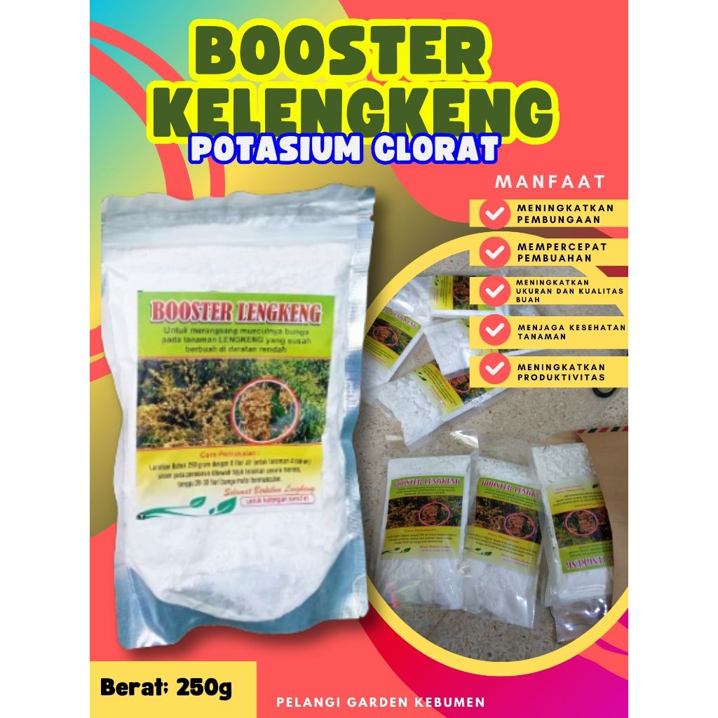 DIJAMIN ASLI  Boster Kelengkeng Bubuk, Boster Kelengkeng Berbuah