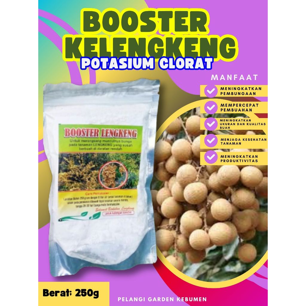 BEBAS JAMUR  Boster Kelengkeng Cangkok, Boster Kelengkeng Cangkok Batang Besar Berbuah