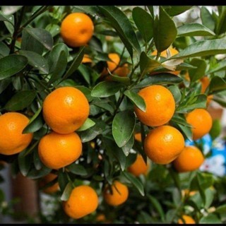 

BIBIT JERUK MANDARIN BERBUAH SPESIAL LIVE 10.55