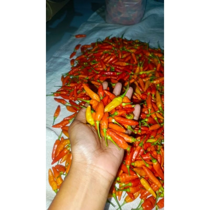 

cabai rawit/cengek domba cabe rawit merah super pedas dipetik langsung