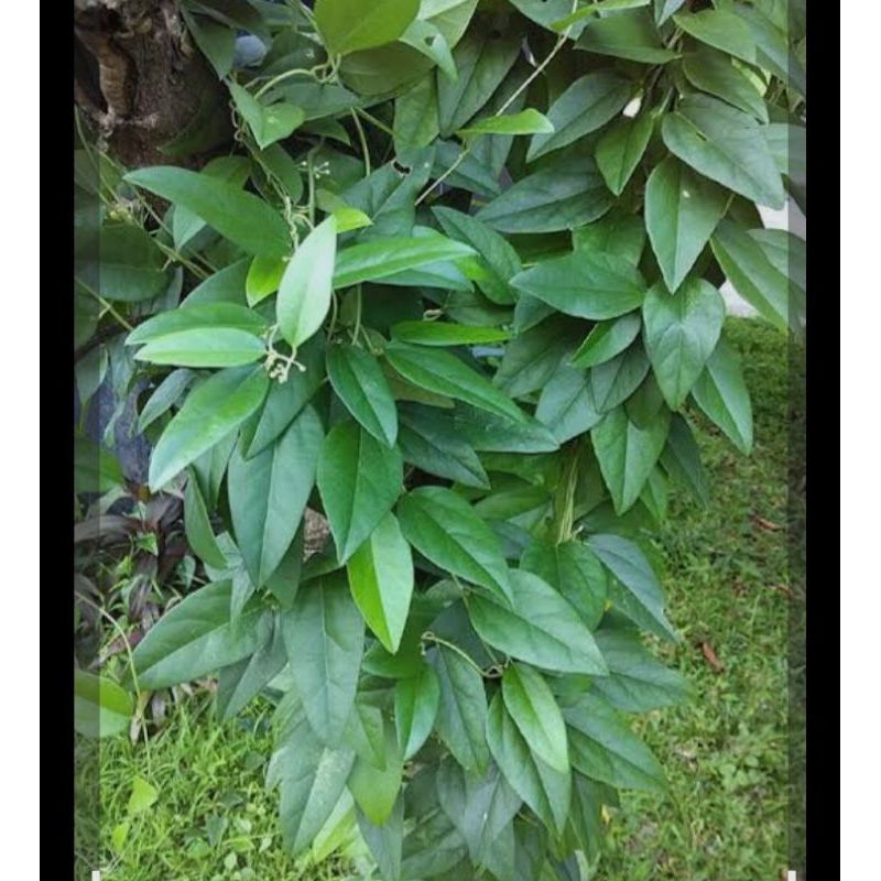 

Daun cincau segar,100lembar