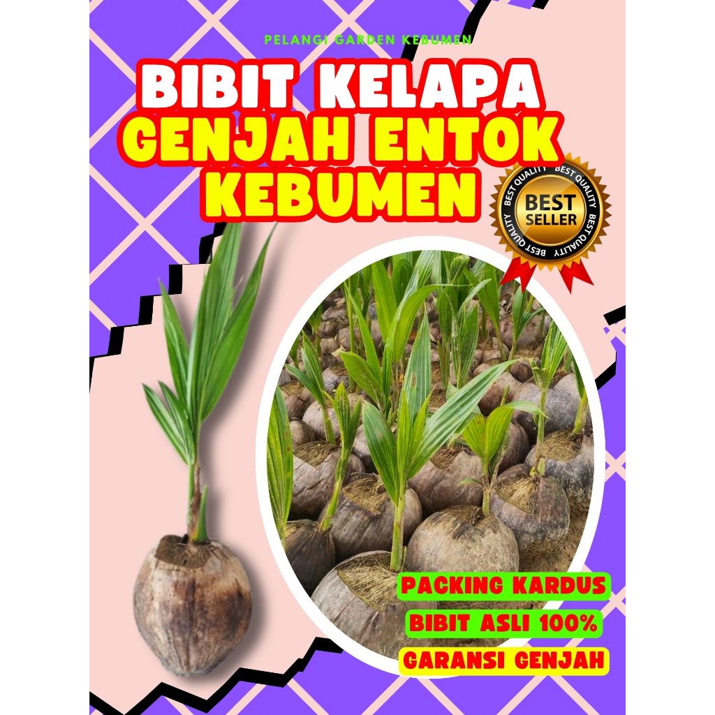 CEPAT PANEN.. Tanaman Kelapa Kopyor Bogor, Tanaman Kelapa Kopyor Besar, Tanaman Kelapa Kopyor Genjah
