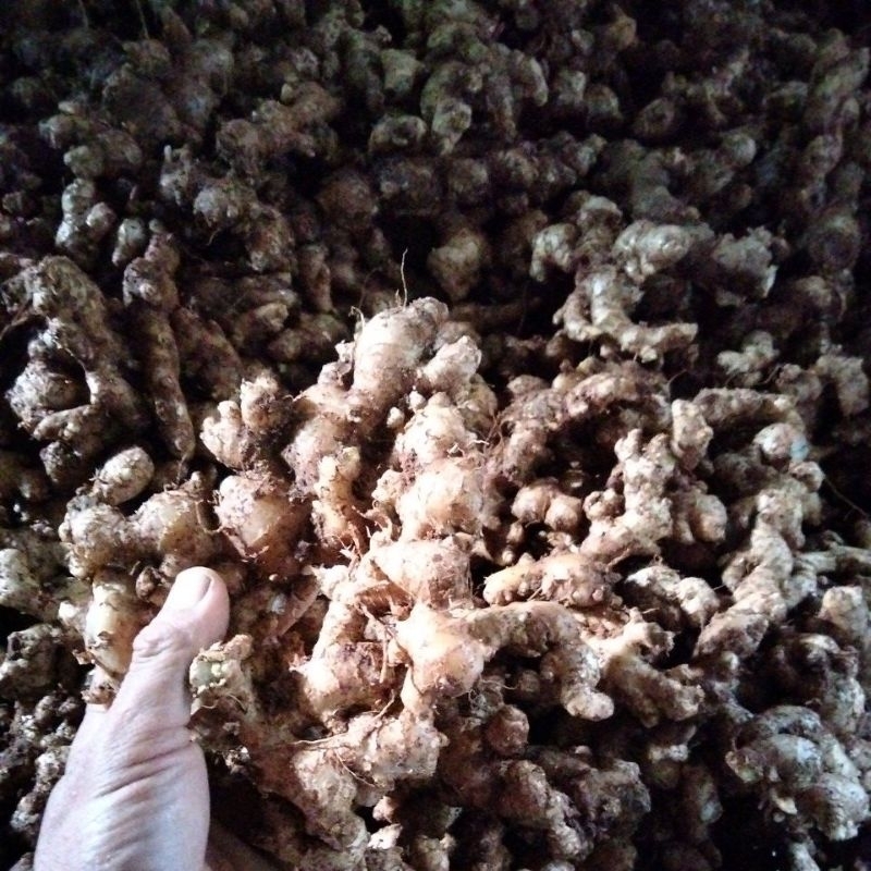 

jahe emprit tua dan fresh hasil kebun sendiri 1kg