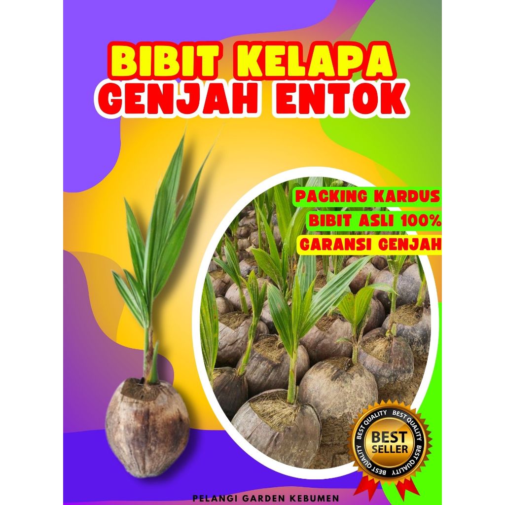 CEPAT BUAH..  Tanaman Buah Kelapa Genjah Entok Kebumen, Tanaman Buah Kelapa Genjah Entok, Tanaman Bu