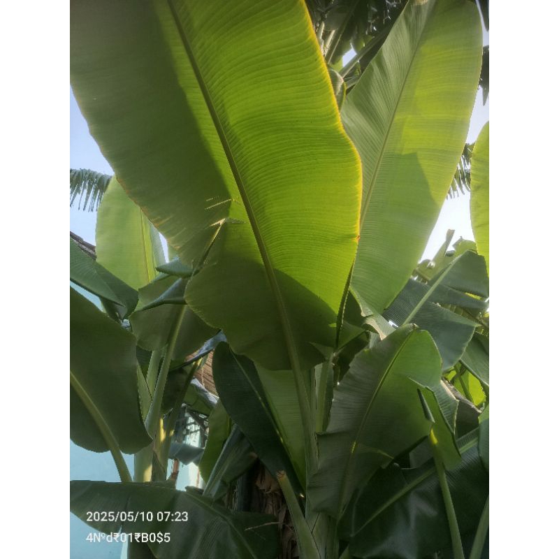 

Daun Pisang Batu/kelutuk 1 tangkai
