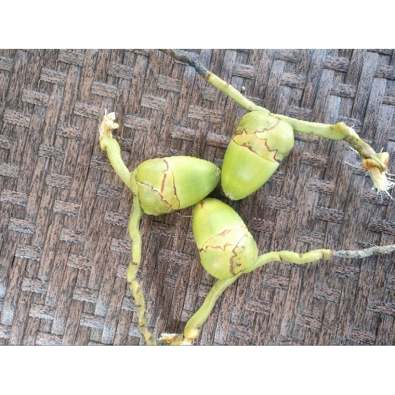 

Bluluk kelapa fresh di petik langsung jika ada order