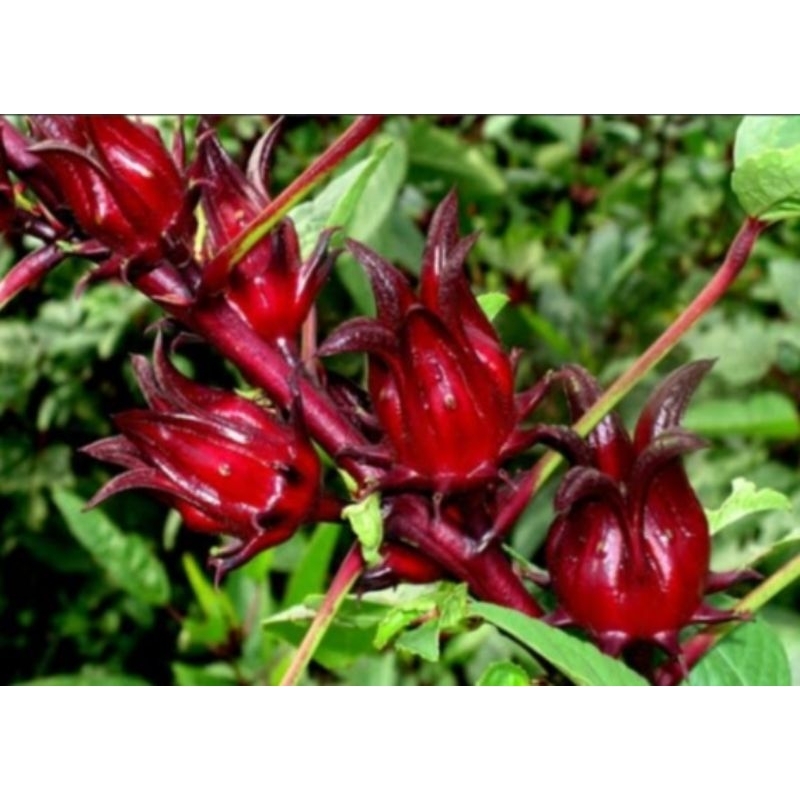 

Ribuan Biji Bunga Rosella Merah