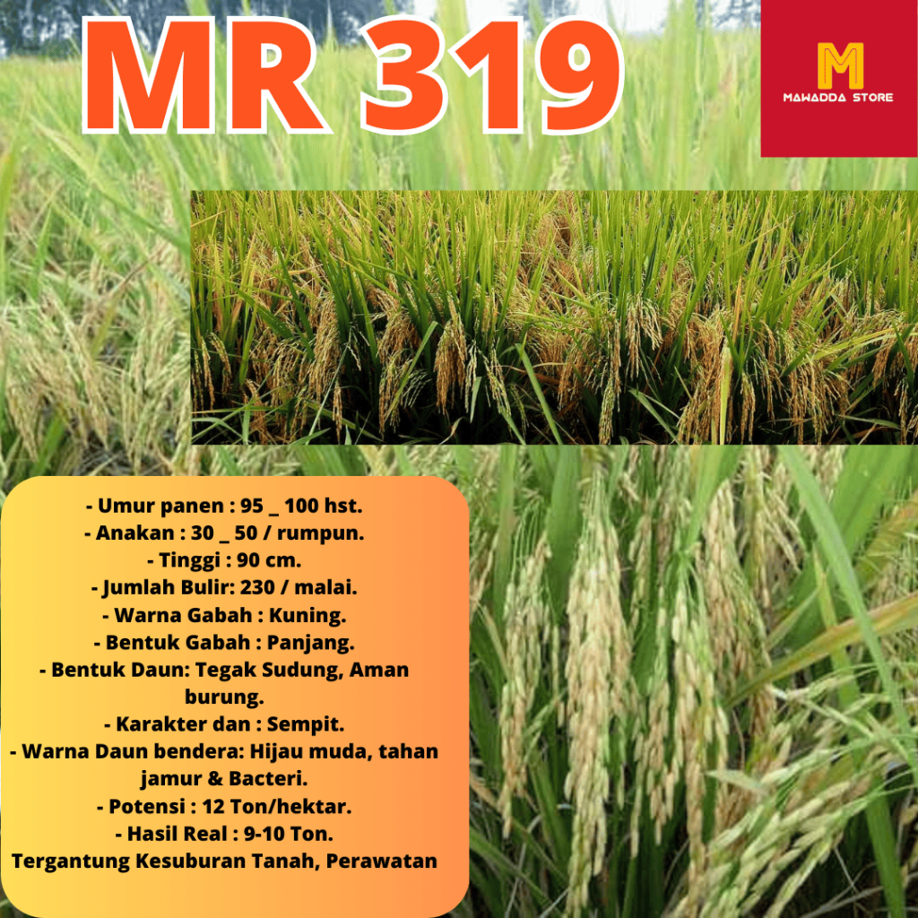 BIJI PADI UNGGUL MR 319 KEMASAN 5KG
