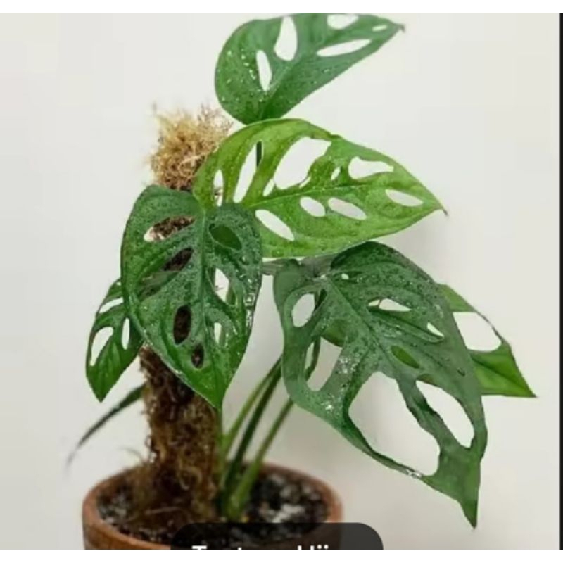 tanaman hias monstera janda bolong / tanaman hias janda bolong / monstera janda bolong