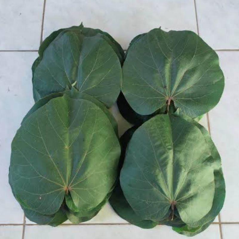 

Daun waru segar paket 1 kg petik langsung