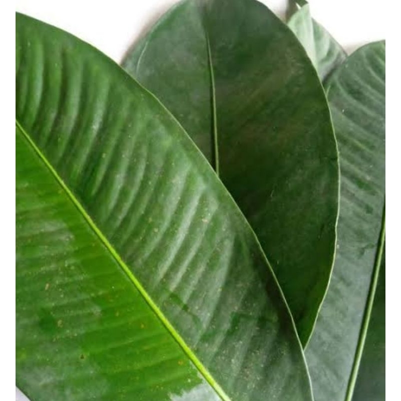 

Daun manggis segar petik langsung 250 gram