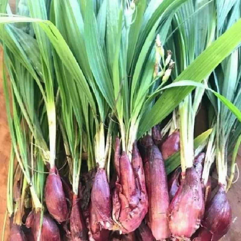 

BAWANG DAYAK FRESH 1 KG LANGSUNG DIAMBIL KETIKA ORDERAN MASUK