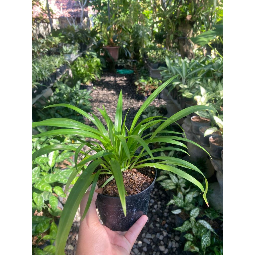 Tanaman hias lili paris hijau / spider plant