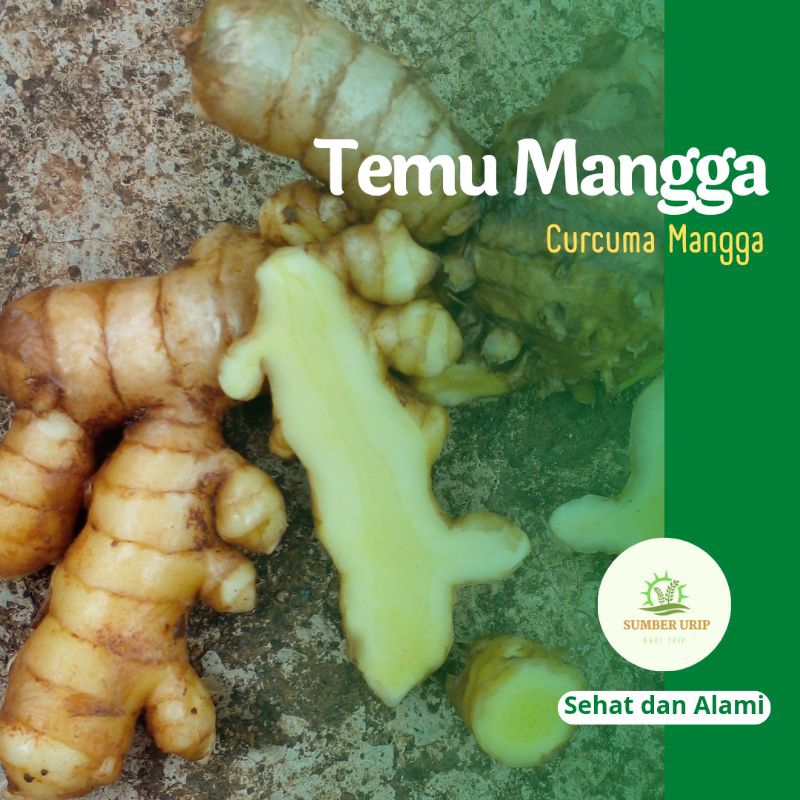 

Temu Mangga Kunyit Curcuma Mangga