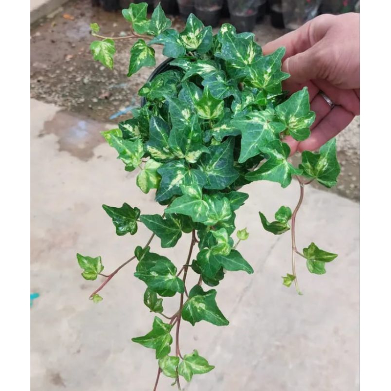 Hedera helix golden ivy english