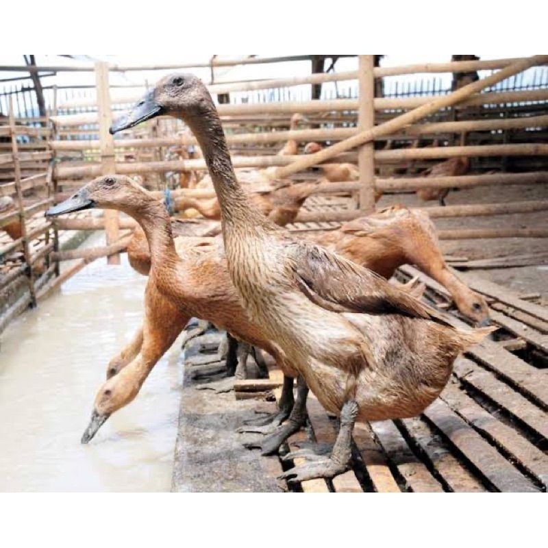 Telur Tetas Bebek Mojosari Fertil Buat untuk ditetaska