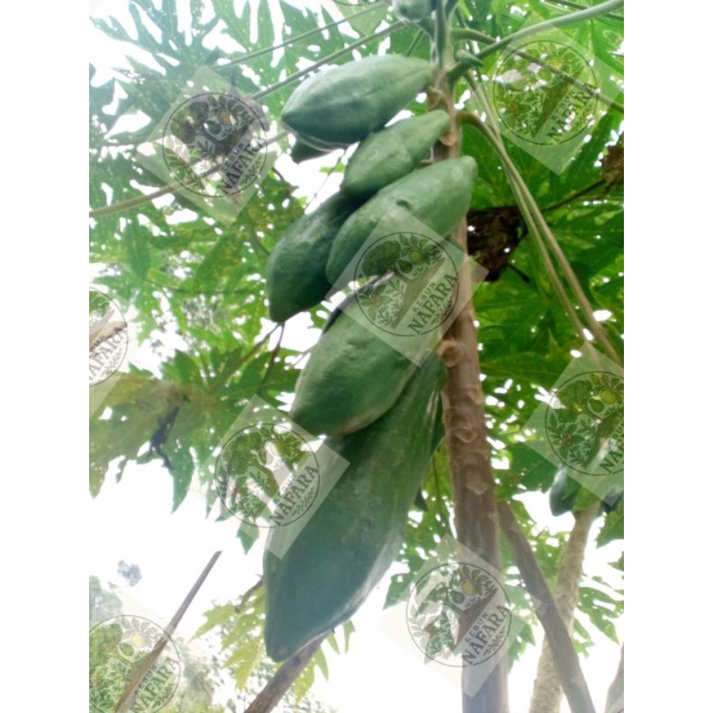 

Pepaya Lokal (Perbuah)